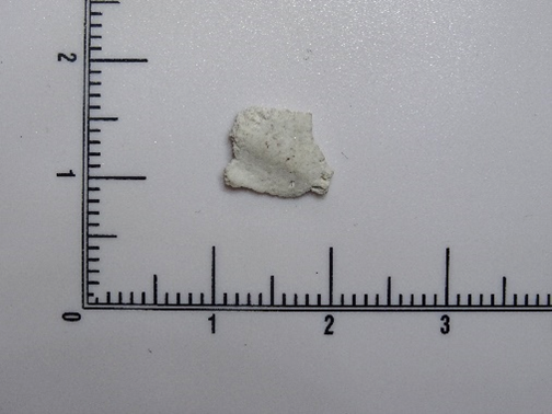 Fossiliferous chert utilised flake: approx. 17-20,000 years